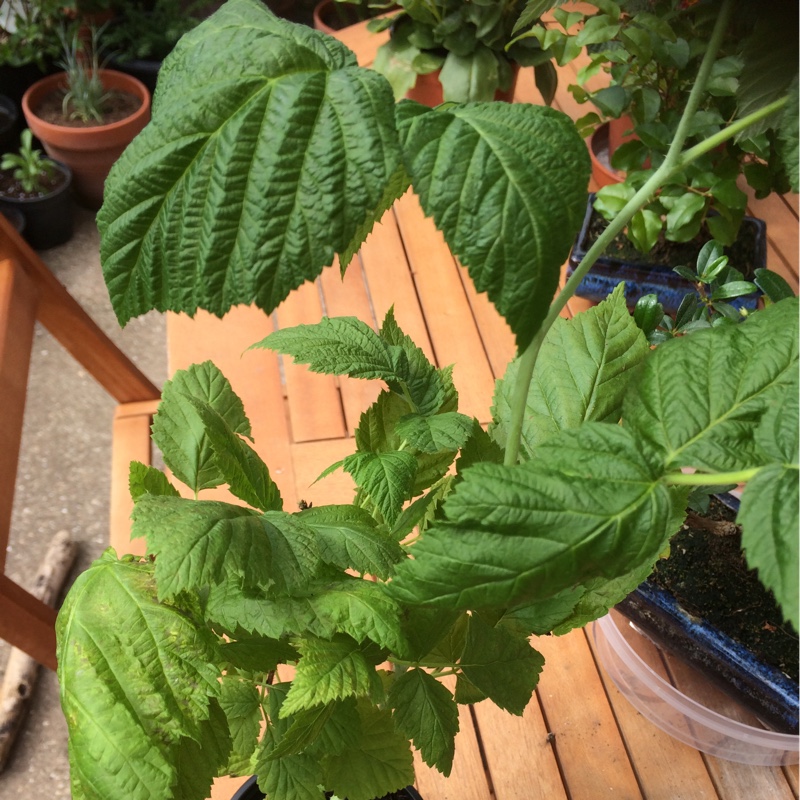 plant image 87108 plant image 87108