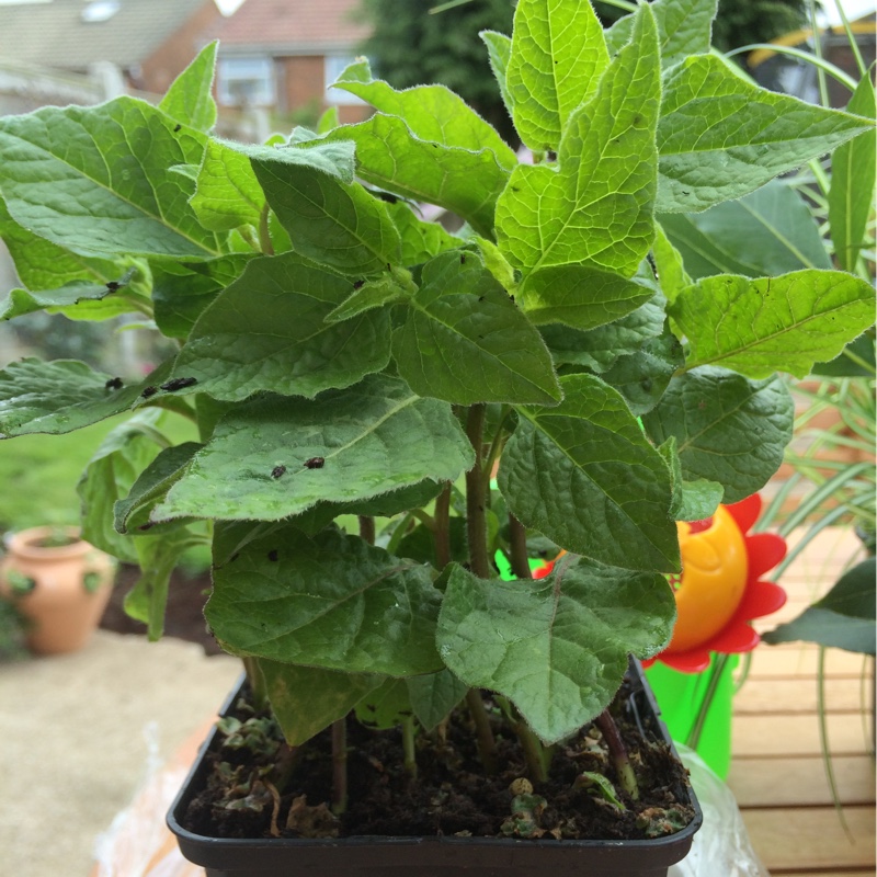 plant image 87198