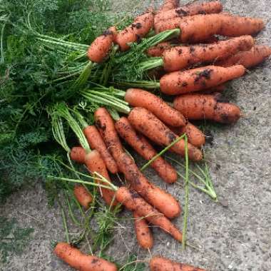 Daucus carota subsp. sativus