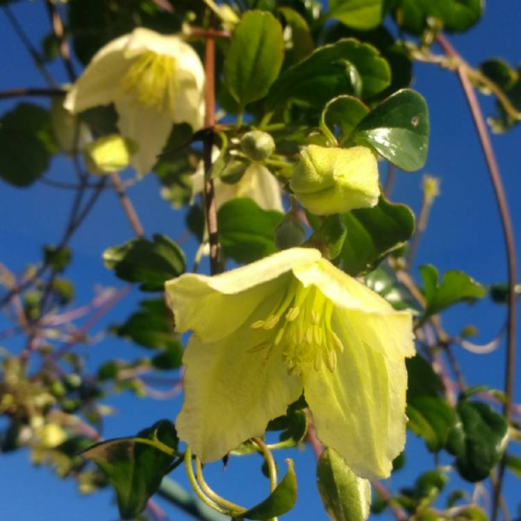 Plant image Clematis cirrhosa 'Wisley Cream'