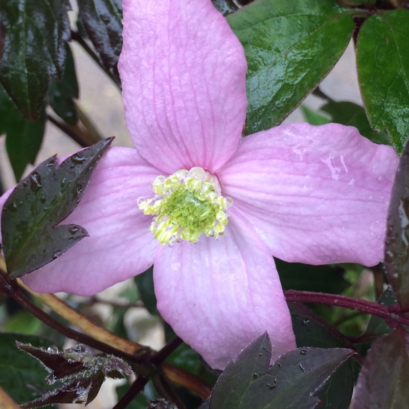 plant image 89323