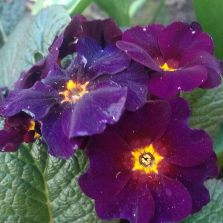 plant image 971553