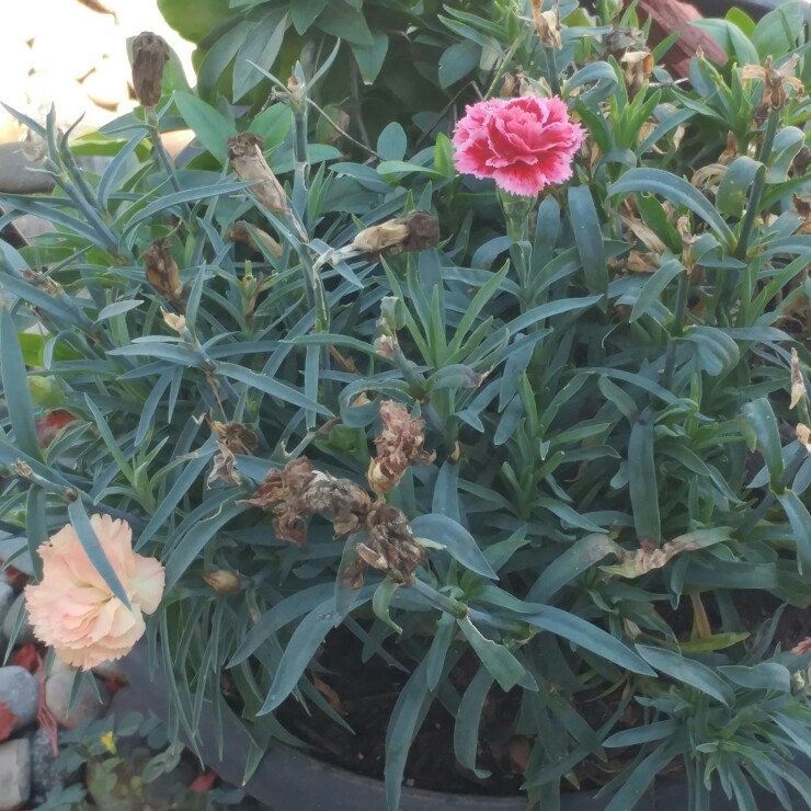 Sweet William