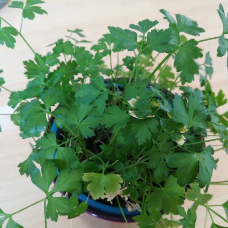 Plant image Petroselinum crispum 'Gigante'