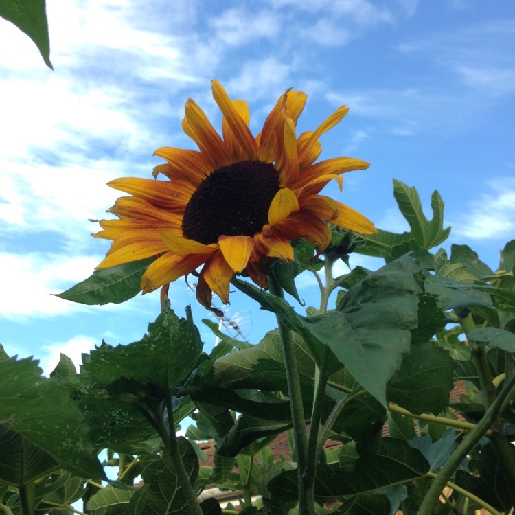 plant image 517891