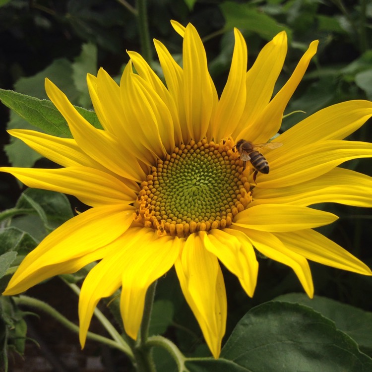 plant image 518637