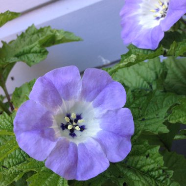 Nicandra physalodes