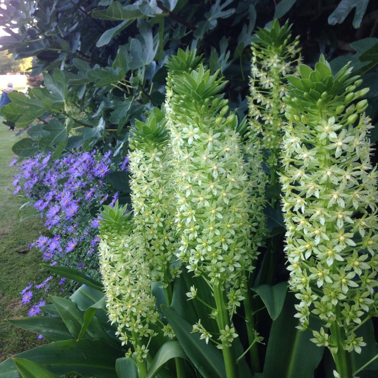 plant image 523981