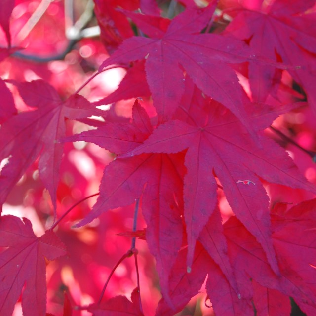 plant image 564075