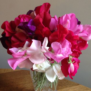 Lathyrus odoratus
