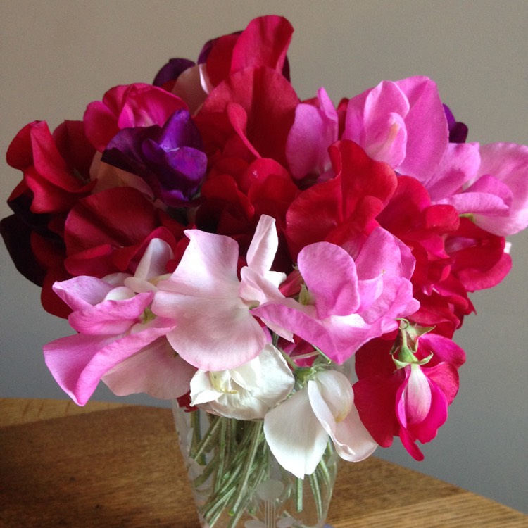 plant image 580456