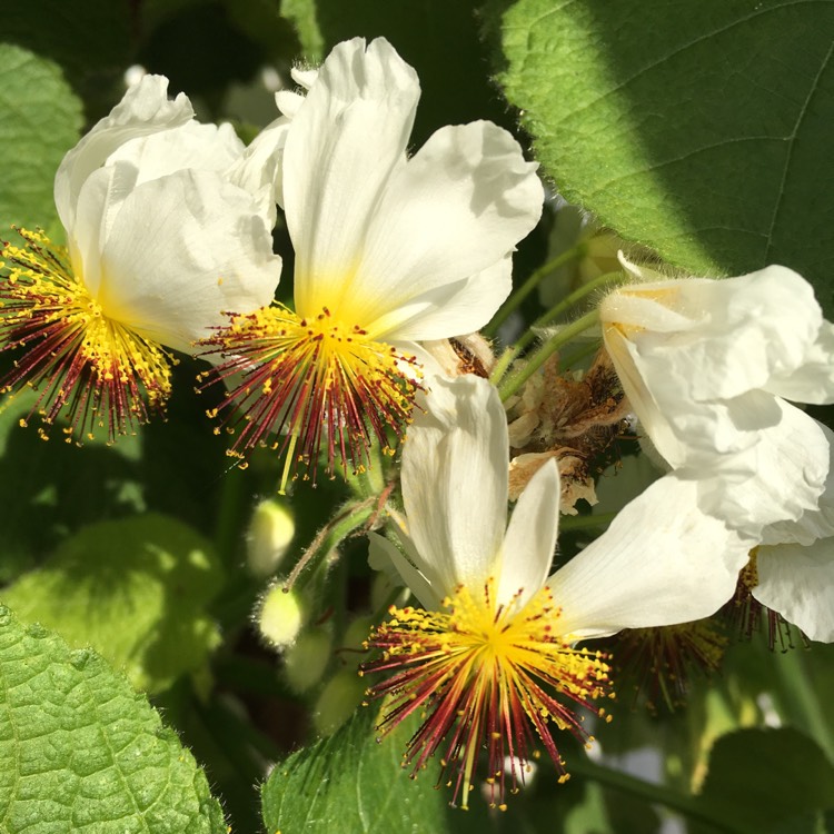 Plant image Sparmannia Africana