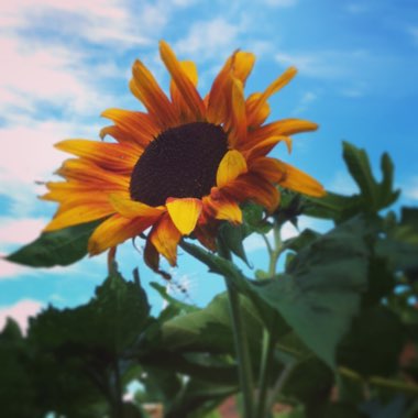 Helianthus annuus