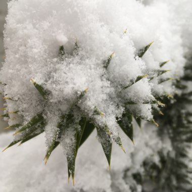 Araucaria araucana