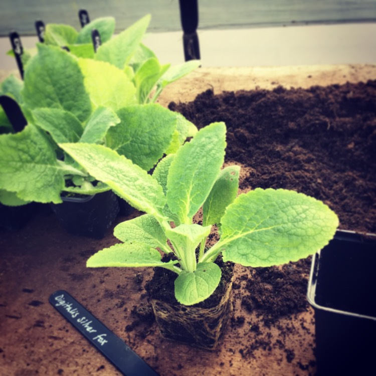 plant image 643651