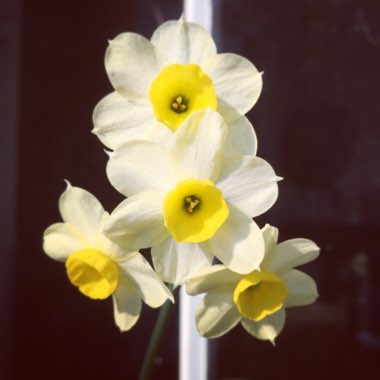 Narcissus