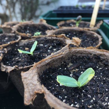 Helianthus Annuus 'Sunspot'