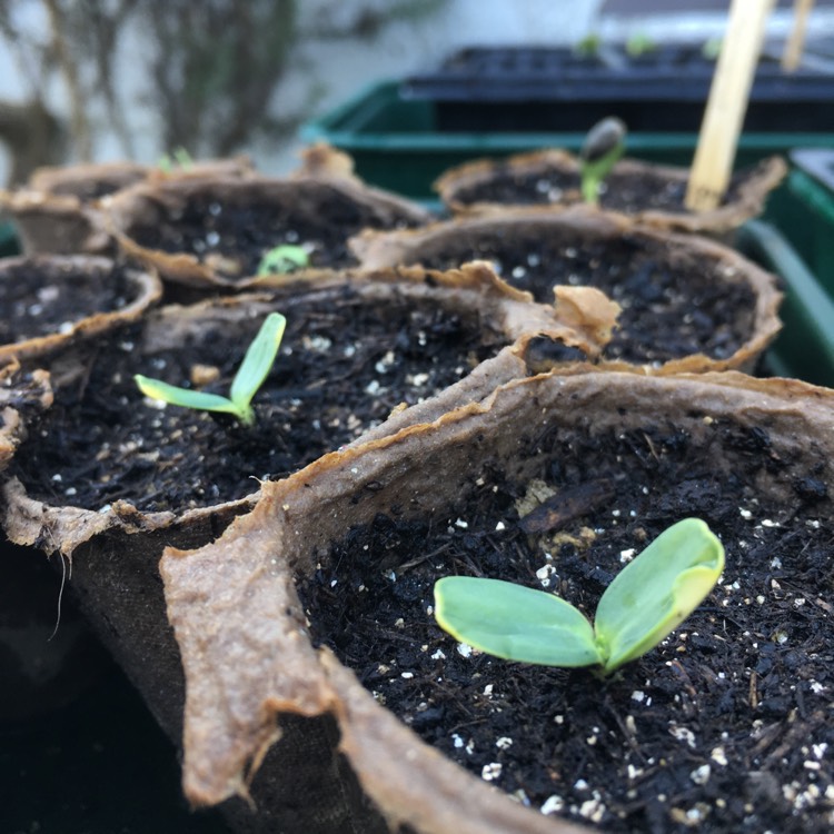 Plant image Helianthus Annuus 'Sunspot'
