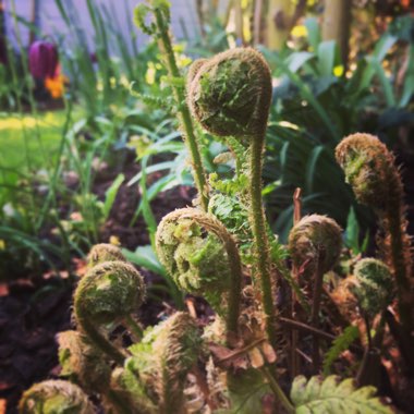 Dryopteris