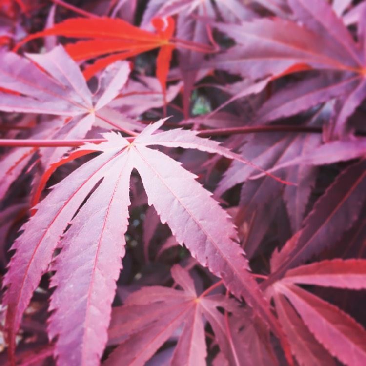 Plant image Acer