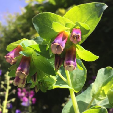 Cerinthe major 'Purpurescens'
