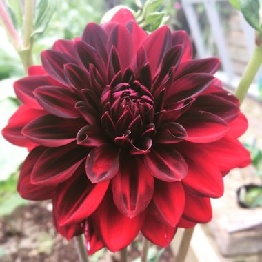 Dahlia 'Arabian Night'