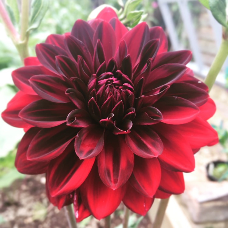 Plant image Dahlia 'Arabian Night'