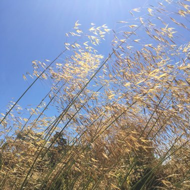 Stipa Gigantea