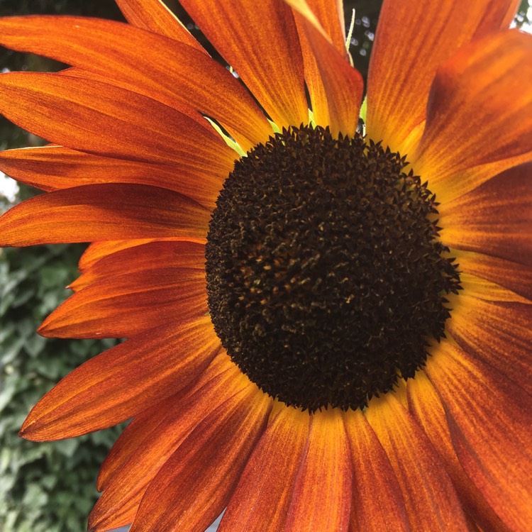 plant image 822545