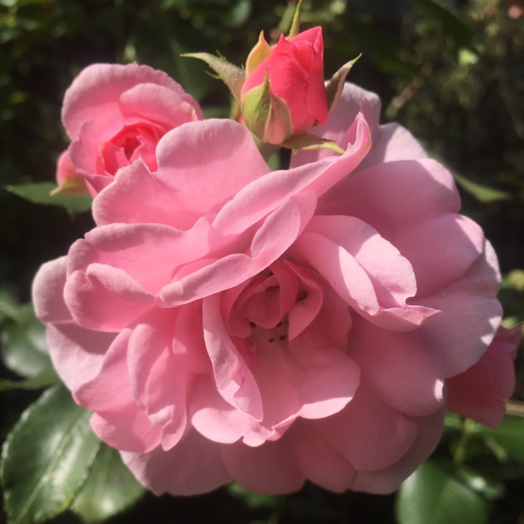 Plant image Rosa 'Bonica'