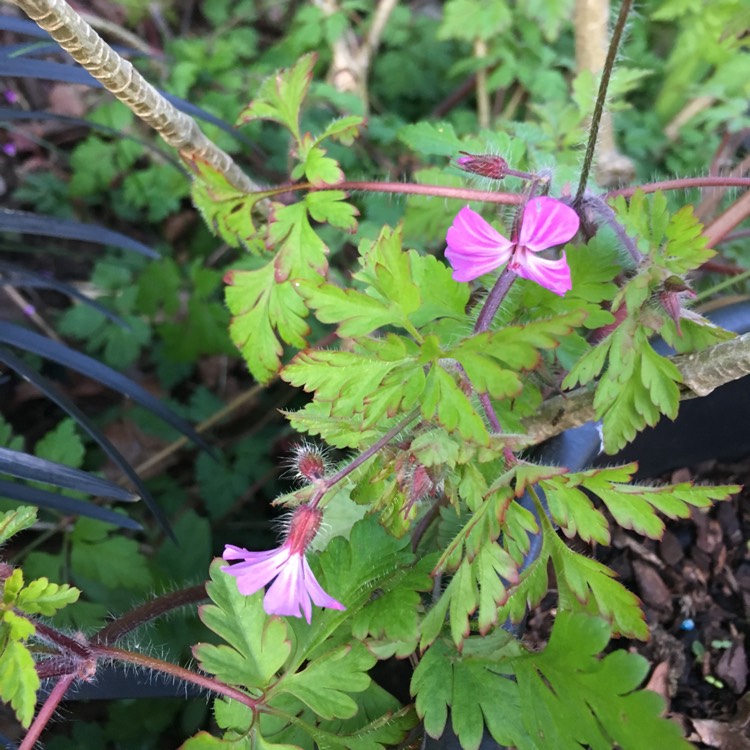 Plant image Geranium robertianum