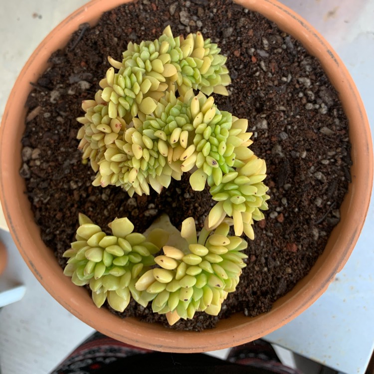 Plant image Sedum Cuspidatum