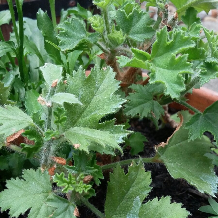 plant image 180591 plant image 180591