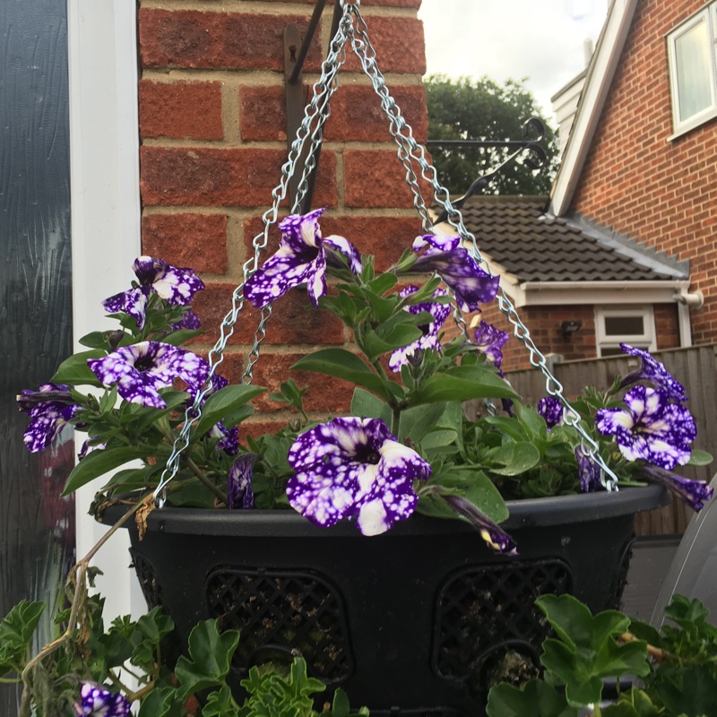 Petunia 'Night Sky'