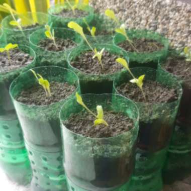 Lactuca sativa 'Deer Tongue'