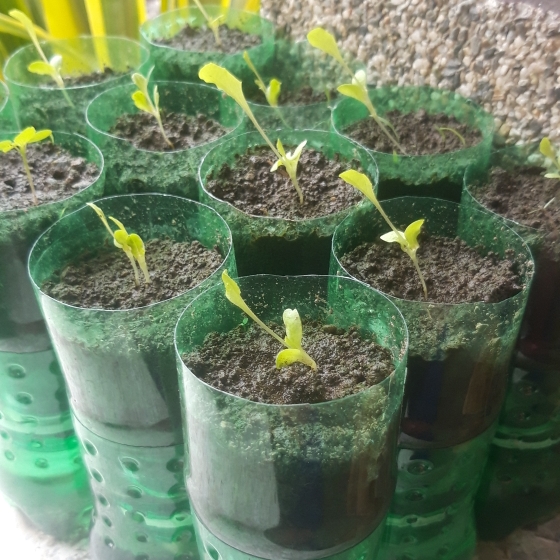 plant image 1196073