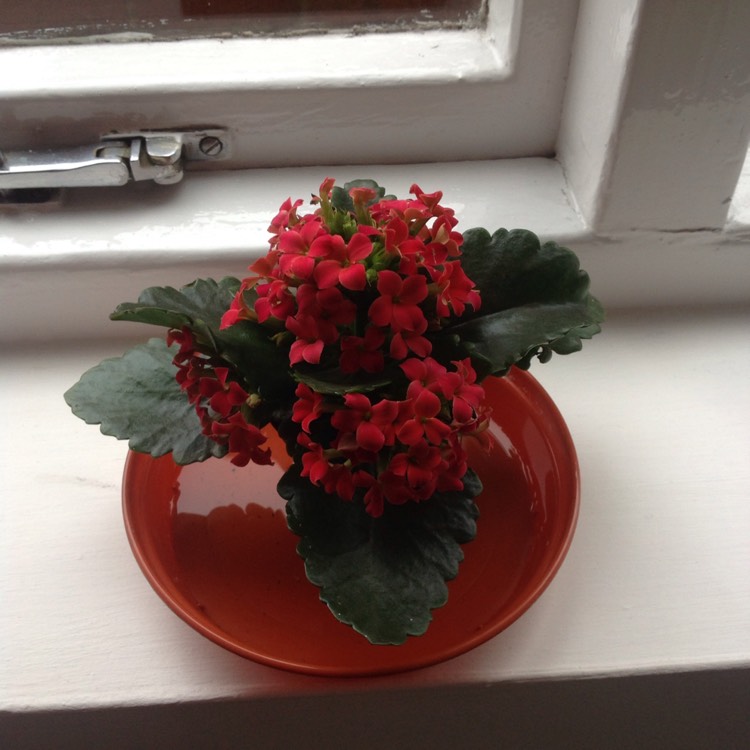 Plant image Kalanchoe blossfeldiana 'Red'