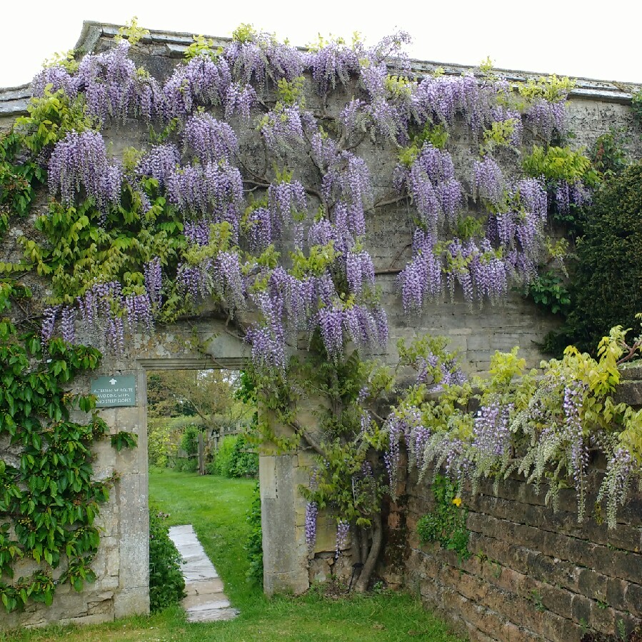 Japanese Wisteria 'Burford'