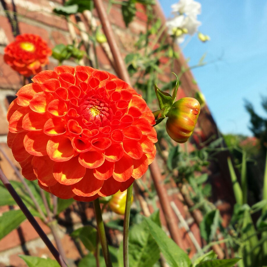 plant image 26877