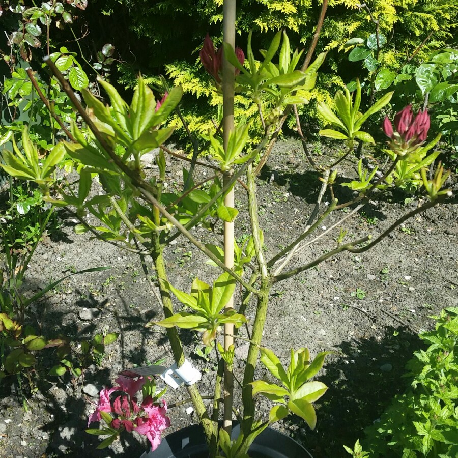 plant image 180488