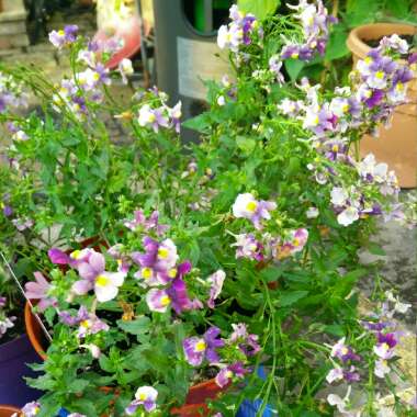 Nemesia 'Blue Bicolour'