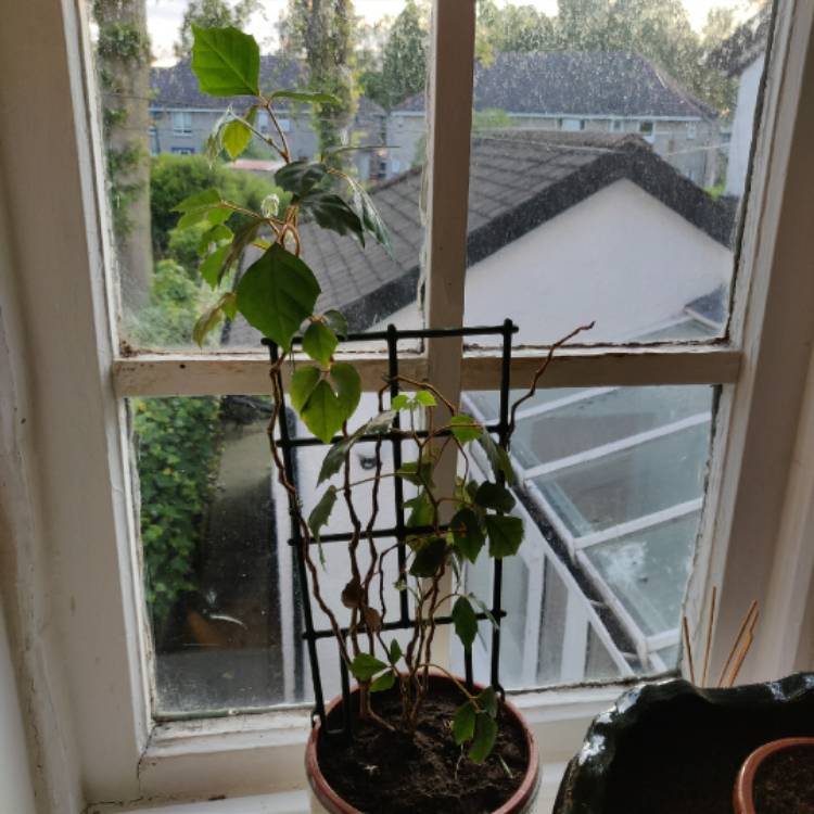 plant image 1110454