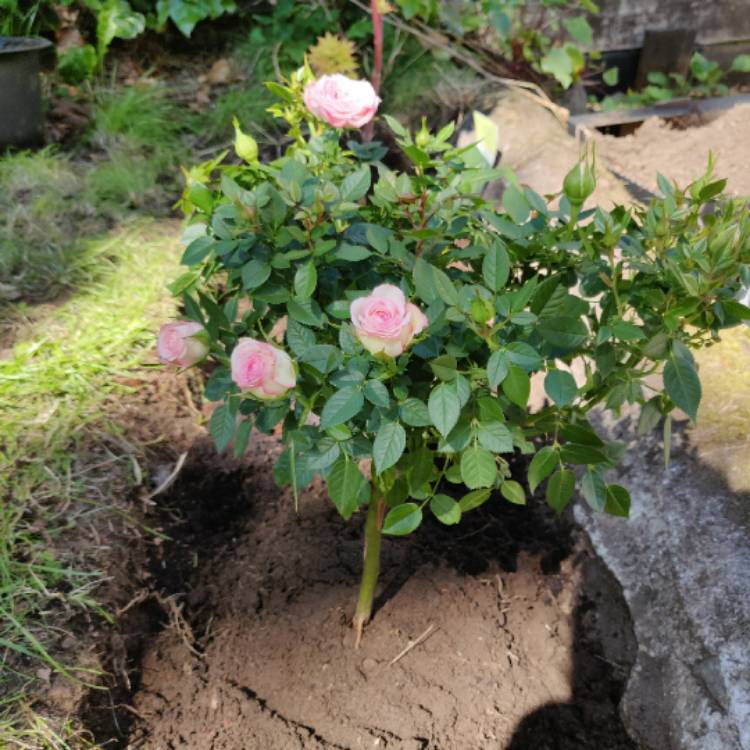 Plant image Rosa 'Korflieder' syn. Rosa 'Lavender Kordana'