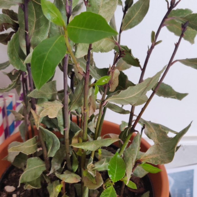 Plant image Laurus