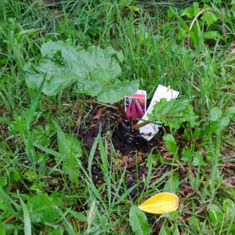 plant image 1308047