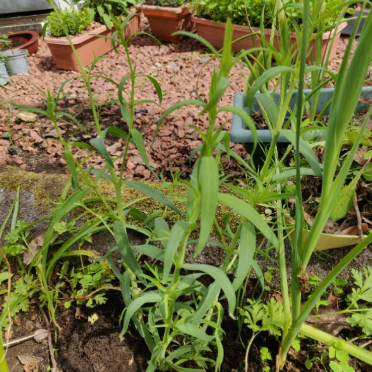plant image 1309899