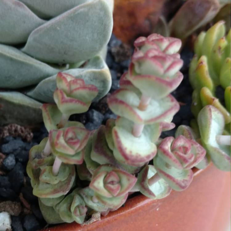 plant image 470618