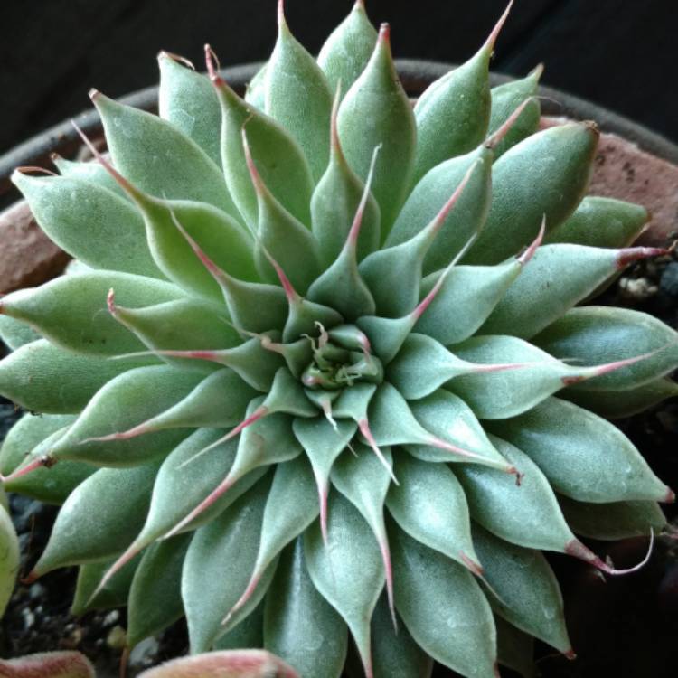 Plant image Graptopetalum Filiferum