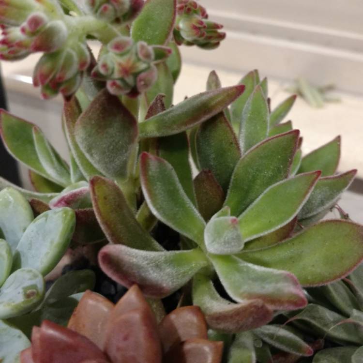 plant image 470670