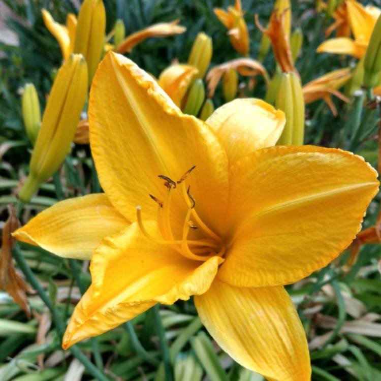 plant image 472138